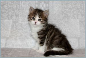 Female Siberian Kitten from Deedlebug Siberians